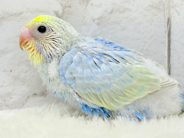 しゅわっと弾ける🫧ソーダちゃん🐣🧊セキセイインコ(パステルレインボー) ヒナ