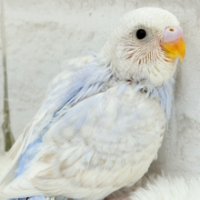 わた雲そら色☁️スカイブルー🐣🩵セキセイインコ(スパングル) ヒナ