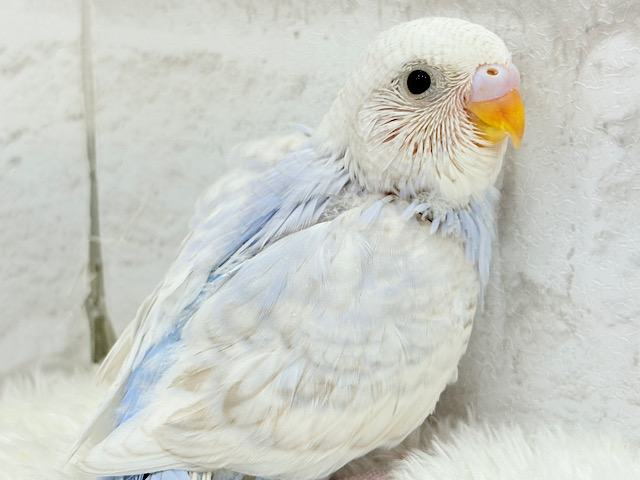 わた雲そら色☁️スカイブルー🐣🩵セキセイインコ(スパングル) ヒナ わた雲そら色☁️スカイブルー🐣🩵セキセイインコ(スパングル) ヒナ