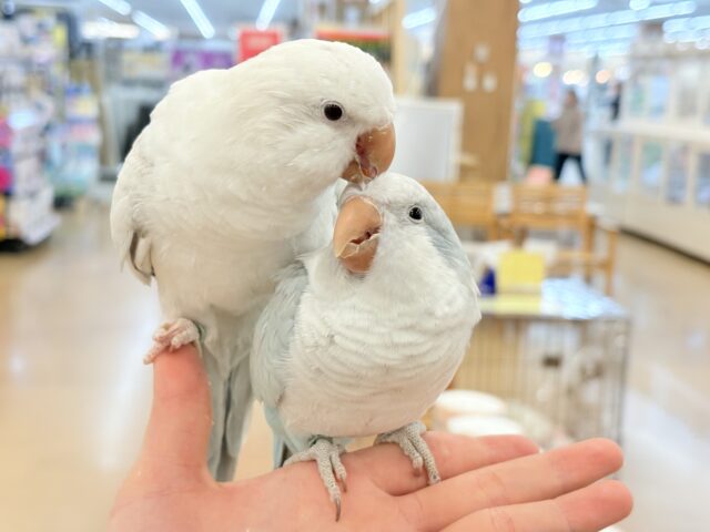 🌸🦜春の中型インコフェア〜🪅 説明画像です