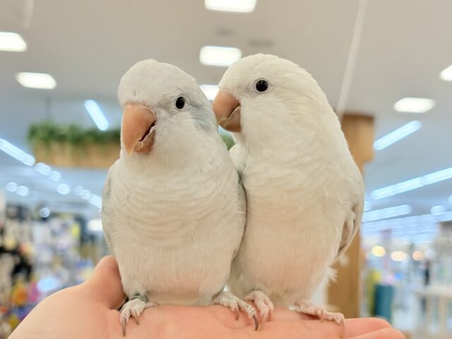 🌸🦜春の中型インコフェア〜🪅 説明画像です