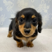 きゅるるん🎶カニンヘンダックス(ブラック＆タン)🖤男の子💙2026年1月1日生まれ