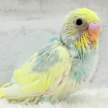 おめめパッチリ♡メロンちゃん🐣🍈セキセイインコ(パステルカラーレインボーパイド) ヒナ