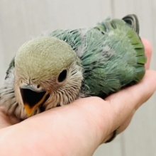 絶妙カラーが素敵でしょ💚小桜インコのシーグリーンのヒナが入舎しました♡