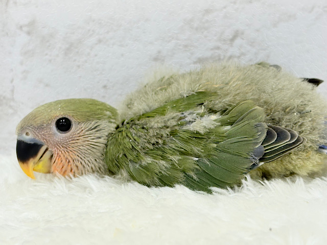 これぞ定番☆ラブバード🐣💖コザクラインコ(ノーマル) ヒナ これぞ定番☆ラブバード🐣💖コザクラインコ(ノーマル) ヒナ