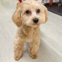 ✨お散歩しよう✨ハーフ犬(マルチーズ×トイプードル)(アプリコット)🍎女の子💖2025年4月26日生まれ