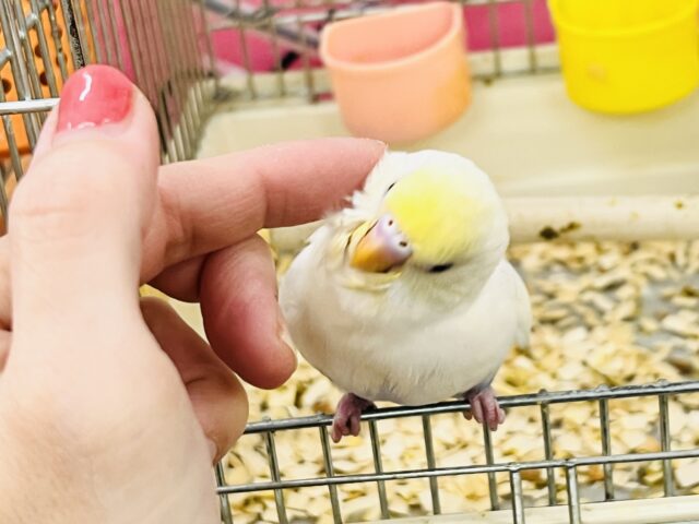 激レア‼︎あわあわ🫧セキセイインコのパステル4色ハルクイン🌟 セキセイインコ