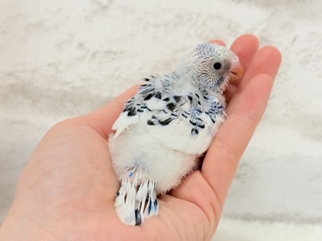 にっこり笑顔がチャームポイント💫セキセイインコ(パイド) ヒナ セキセイインコ