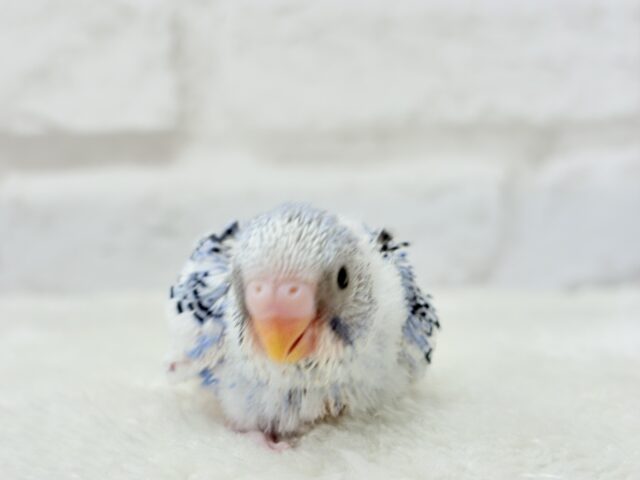 にっこり笑顔がチャームポイント💫セキセイインコ(パイド) ヒナ セキセイインコ