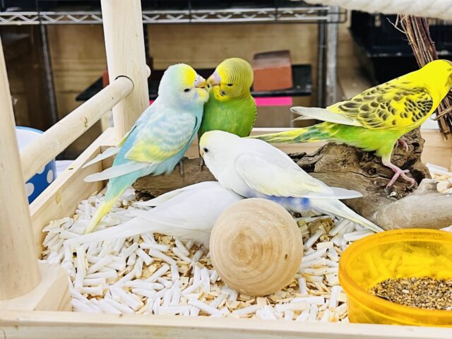 セキセイインコ