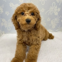 ✨️からあげくん参上✨️トイプードル(レッド)❤️‍🔥男の子⭐️2025年11月25日生まれ