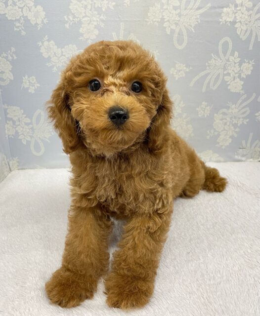 ✨️からあげくん参上✨️トイプードル(レッド)❤️‍🔥男の子⭐️2025年11月25日生まれ