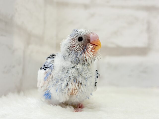 にっこり笑顔がチャームポイント💫セキセイインコ(パイド) ヒナ セキセイインコ