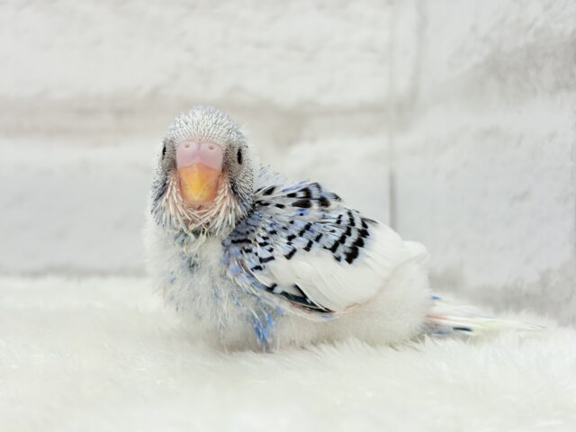 にっこり笑顔がチャームポイント💫セキセイインコ(パイド) ヒナ セキセイインコ
