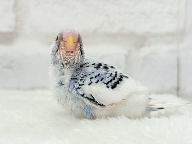 にっこり笑顔がチャームポイント💫セキセイインコ(パイド) ヒナ セキセイインコ