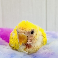 パッと花咲き🌼赤ら顔のまっきっき💛小桜インコのルチノー🌟