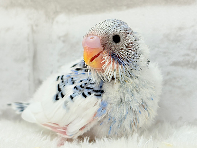 にっこり笑顔がチャームポイント💫セキセイインコ(パイド) ヒナ にっこり笑顔がチャームポイント💫セキセイインコ(パイド) ヒナ