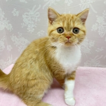 🎈まんまるなお顔🤍ྀིスコティッシュフォールド(レッドタビー＆ホワイト)🌹💭女の子💖2025年11月15日