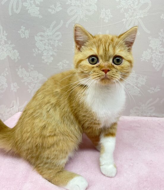 スコティッシュフォールド