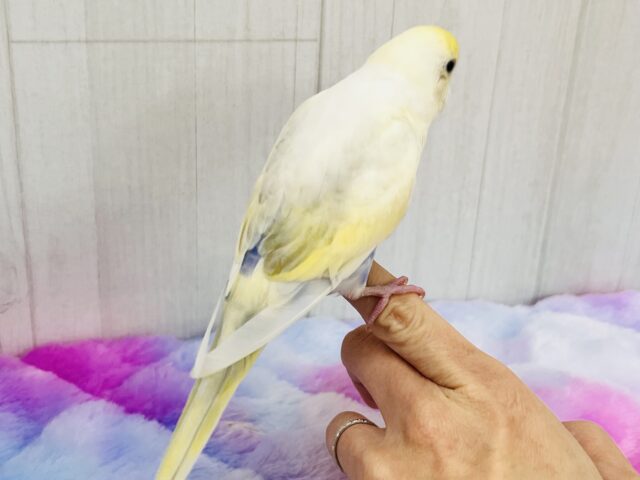 激レア‼︎あわあわ🫧セキセイインコのパステル4色ハルクイン🌟 セキセイインコ