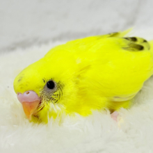 上目遣いに思わずうっとり(   ◜ω◝ )♥セキセイインコ(黄色ハルクイン) ヒナ