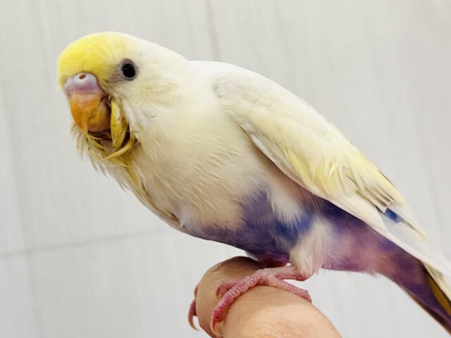激レア‼︎あわあわ🫧セキセイインコのパステル4色ハルクイン🌟 セキセイインコ