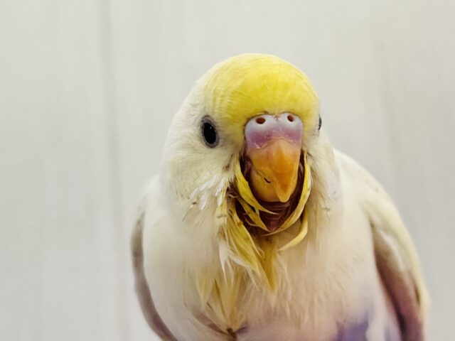 激レア‼︎あわあわ🫧セキセイインコのパステル４色ハルクイン🌟