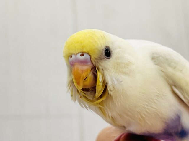 激レア‼︎あわあわ🫧セキセイインコのパステル4色ハルクイン🌟 セキセイインコ