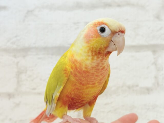 🌸🦜春の中型インコフェア〜🪅 説明画像です