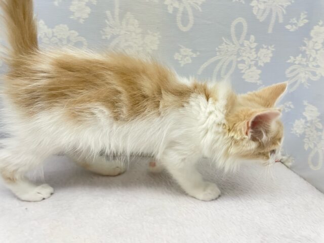 ノルウェージャンフォレストキャット