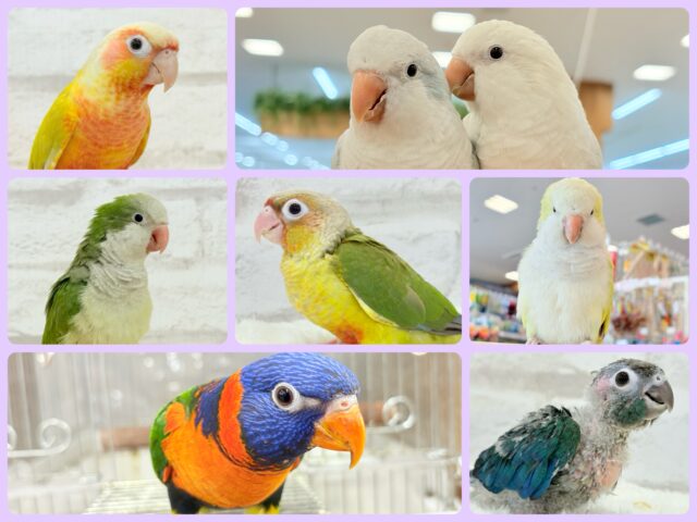 🌸🦜春の中型インコフェア〜🪅 🌸🦜春の中型インコフェア〜🪅