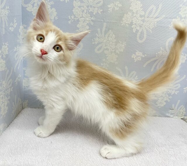 ノルウェージャンフォレストキャット