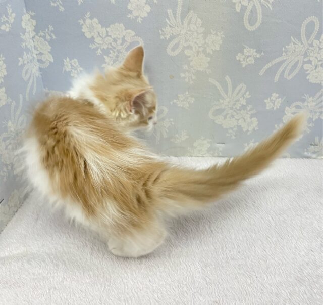 ノルウェージャンフォレストキャット