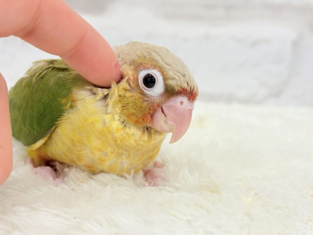 🌸🦜春の中型インコフェア〜🪅 説明画像です