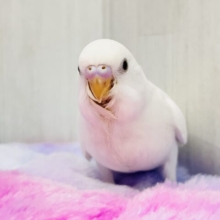 まっ白い羽に際立つ黒い瞳ʚ♥ɞセキセイインコのヒナ(ダブルファクター)入荷しました❤️