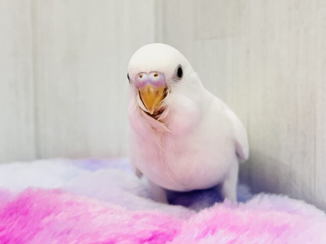 まっ白い羽に際立つ黒い瞳ʚ♥ɞセキセイインコのヒナ(ダブルファクター)入荷しました❤️