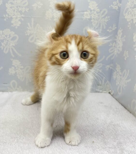 💖個性的な耳でしょ💖アメリカンカール(レッドタビー&ホワイト)🍎💭男の子💙2025年12月12日生まれ アメリカンカール