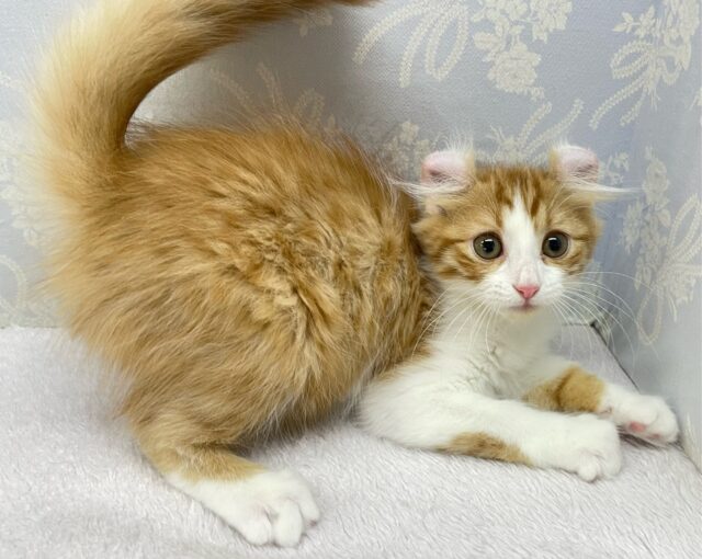 💖個性的な耳でしょ💖アメリカンカール(レッドタビー&ホワイト)🍎💭男の子💙2025年12月12日生まれ アメリカンカール