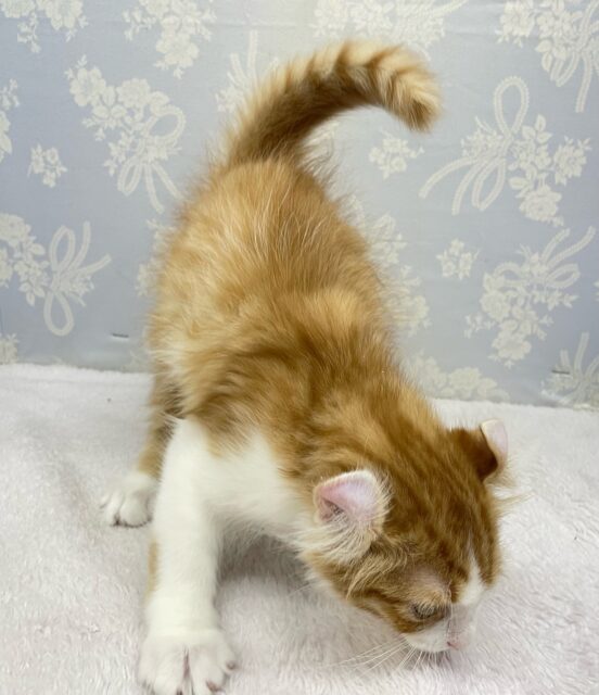 💖個性的な耳でしょ💖アメリカンカール(レッドタビー&ホワイト)🍎💭男の子💙2025年12月12日生まれ アメリカンカール