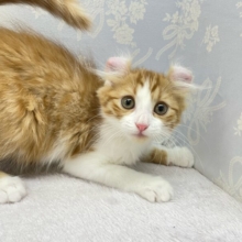 💖個性的な耳でしょ💖アメリカンカール(レッドタビー＆ホワイト)🍎‎💭男の子💙2025年12月12日生まれ