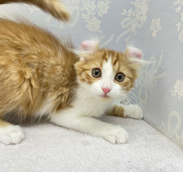 💖個性的な耳でしょ💖アメリカンカール(レッドタビー&ホワイト)🍎💭男の子💙2025年12月12日生まれ アメリカンカール