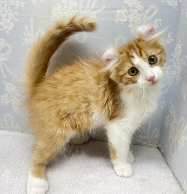 💖個性的な耳でしょ💖アメリカンカール(レッドタビー&ホワイト)🍎💭男の子💙2025年12月12日生まれ アメリカンカール