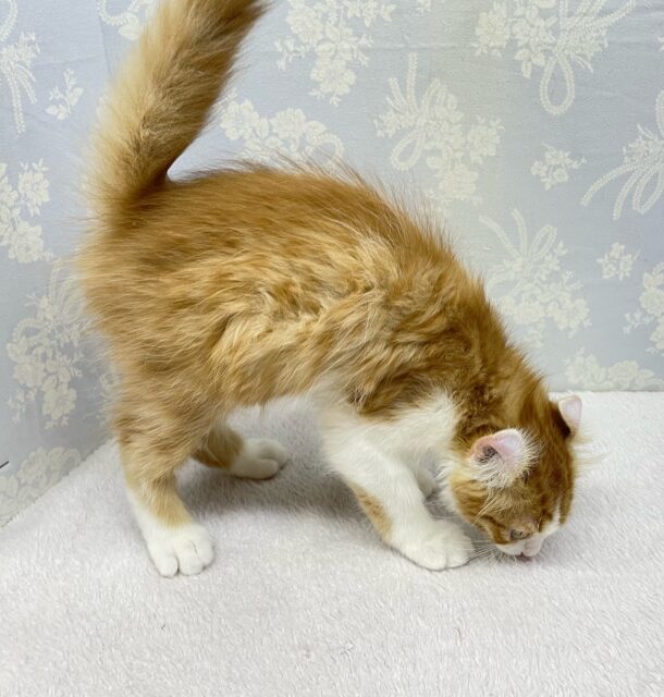 💖個性的な耳でしょ💖アメリカンカール(レッドタビー&ホワイト)🍎💭男の子💙2025年12月12日生まれ アメリカンカール