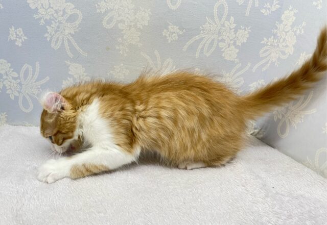 💖個性的な耳でしょ💖アメリカンカール(レッドタビー&ホワイト)🍎💭男の子💙2025年12月12日生まれ アメリカンカール