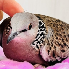 珍鳩🌟オシャレ番長💖鹿の子バト入舎しました！