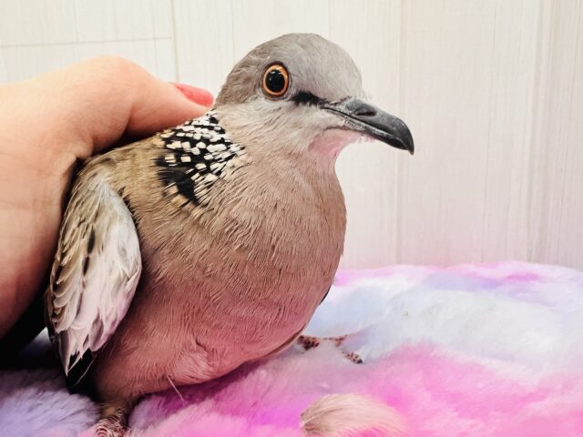 鹿の子バト