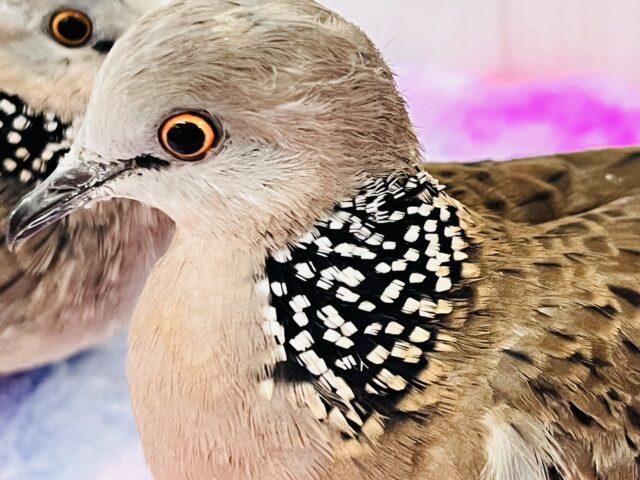 鹿の子バト