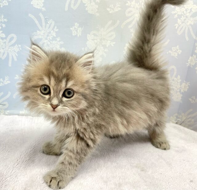 💘可愛すぎて滅💘ラガマフィン(ブルー)💙男の子💙2026年1月7日生まれ