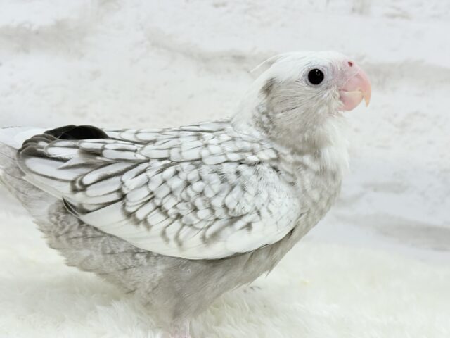 【最新画像更新🪄もうすぐひとり餌☆】ぱやぱや♡ハゲタカみたい🐣🫧オカメインコ(WFパールパイド) ヒナ オカメインコ