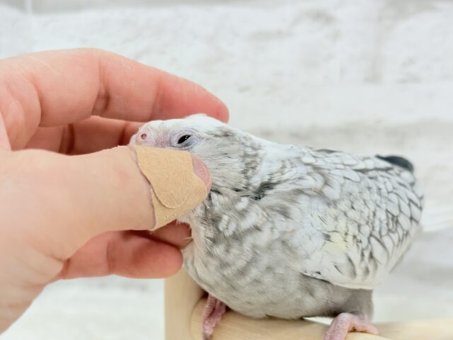 オカメインコ